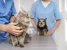 Скорая ветеринарная помощь Vet-skoraya24/7 Изображение 4
